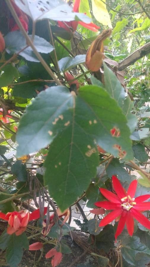 Perfumed passionflower 17