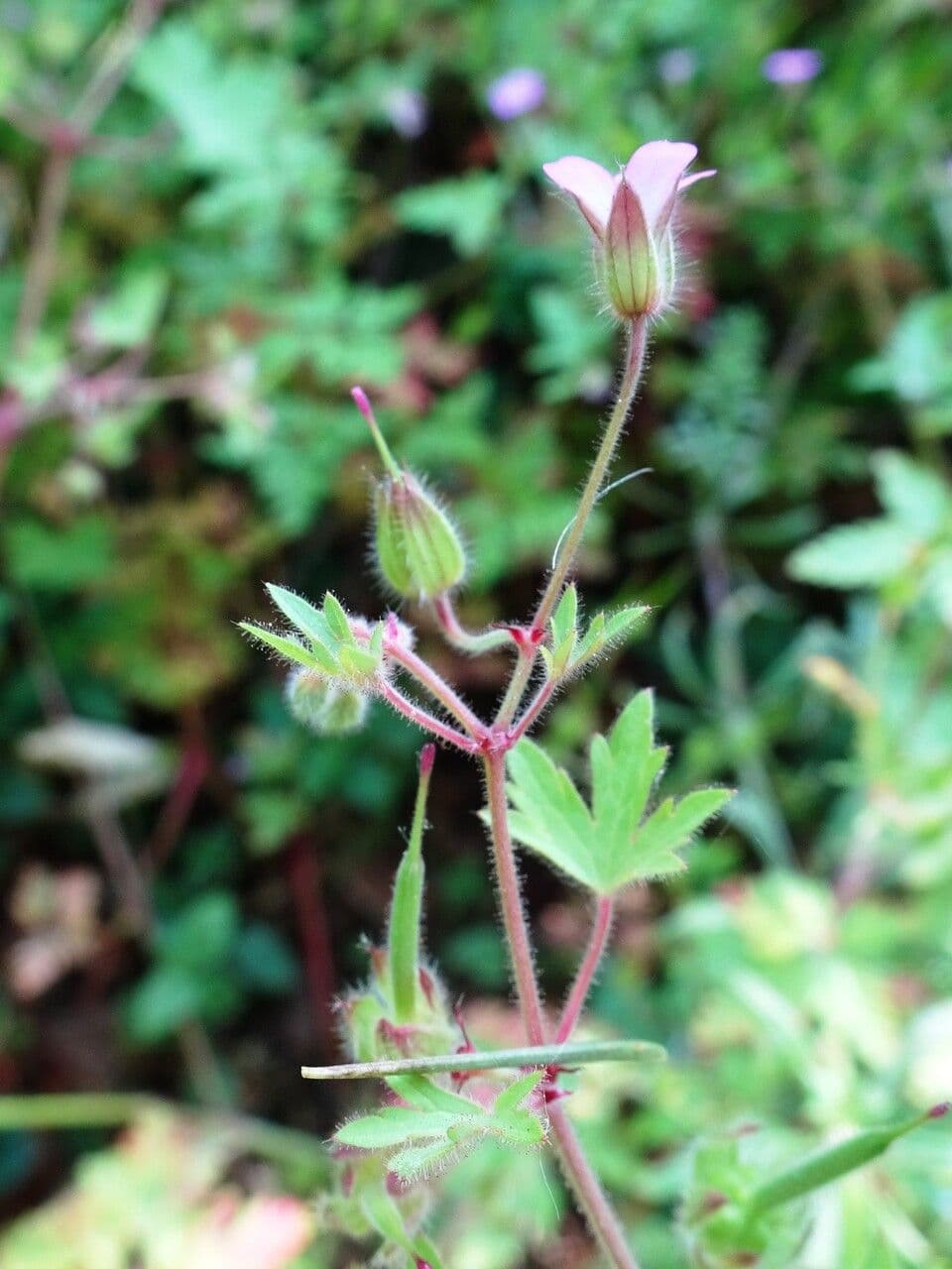 Géranium à feuilles rondes 8