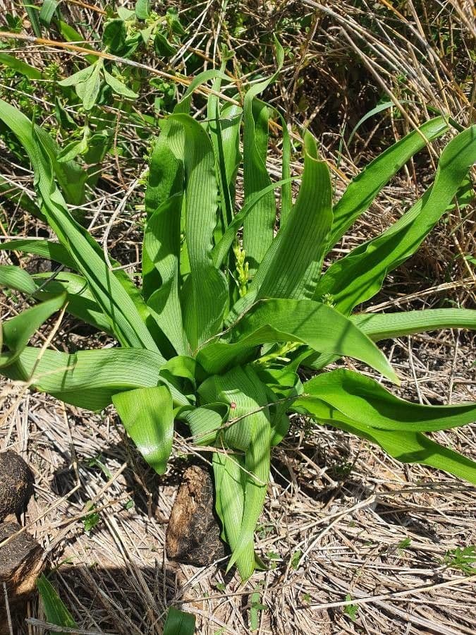 Chlorophytum gallabatense 16
