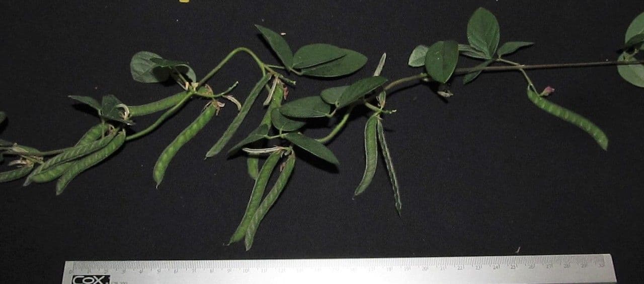 Galactia striata 17
