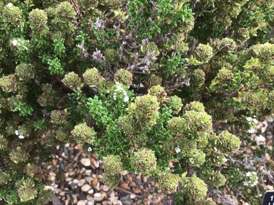 Thymus carnosus 11
