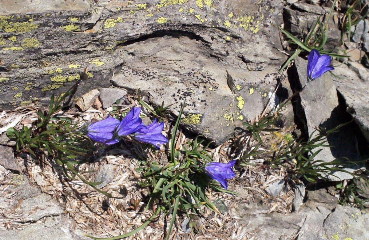 Campanula di Scheuchzer 11