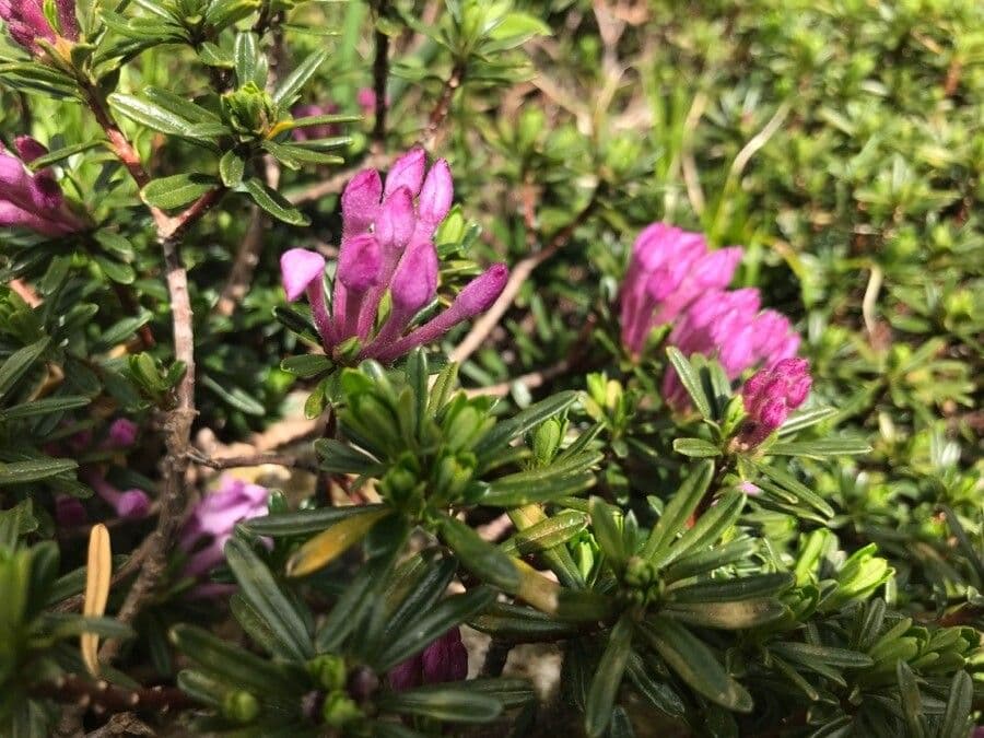 Difenbaachie