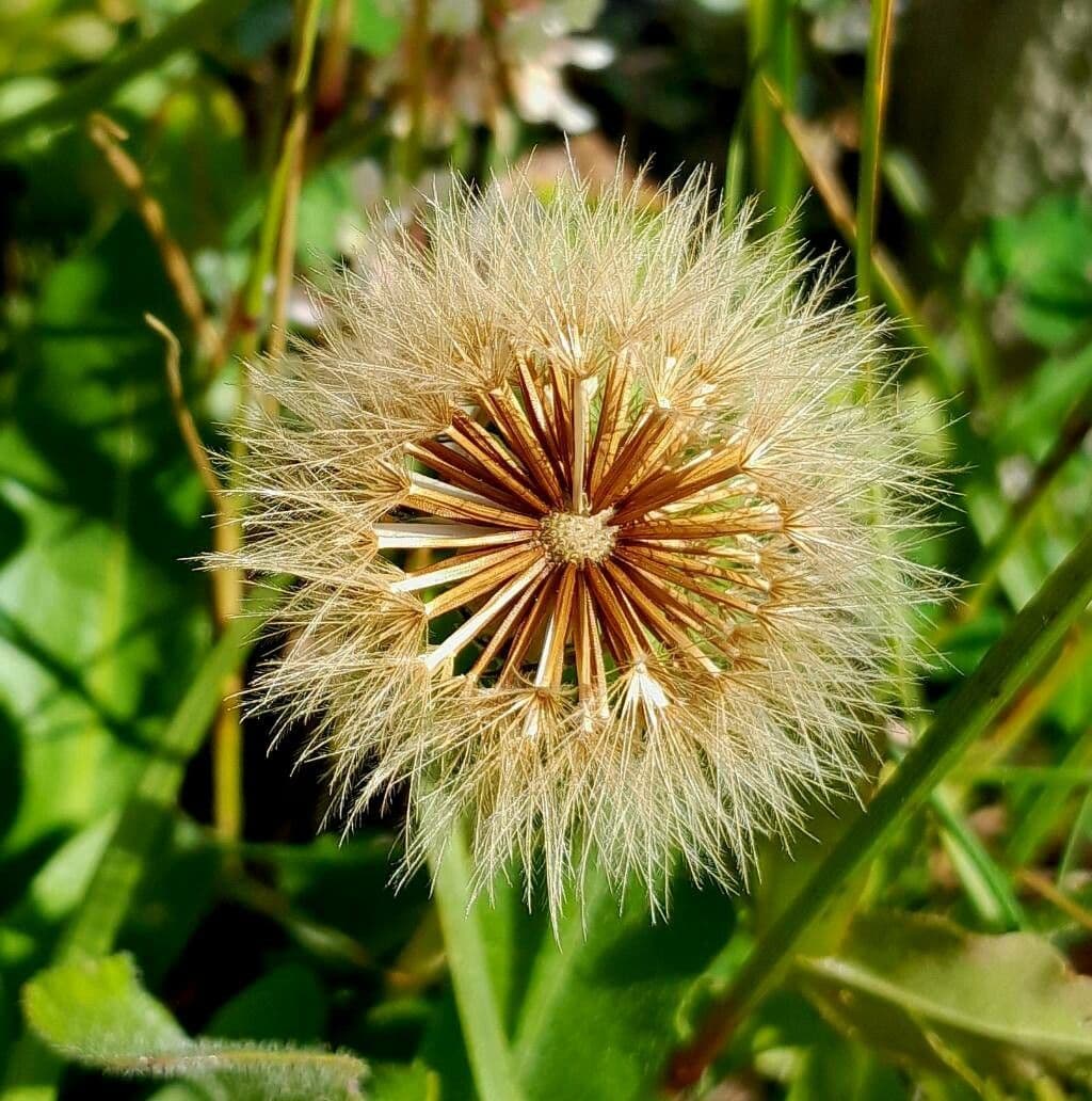 Crepis conyzifolia 2