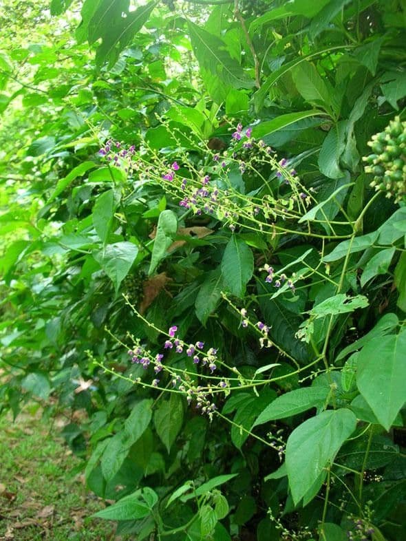 Desmodium 9