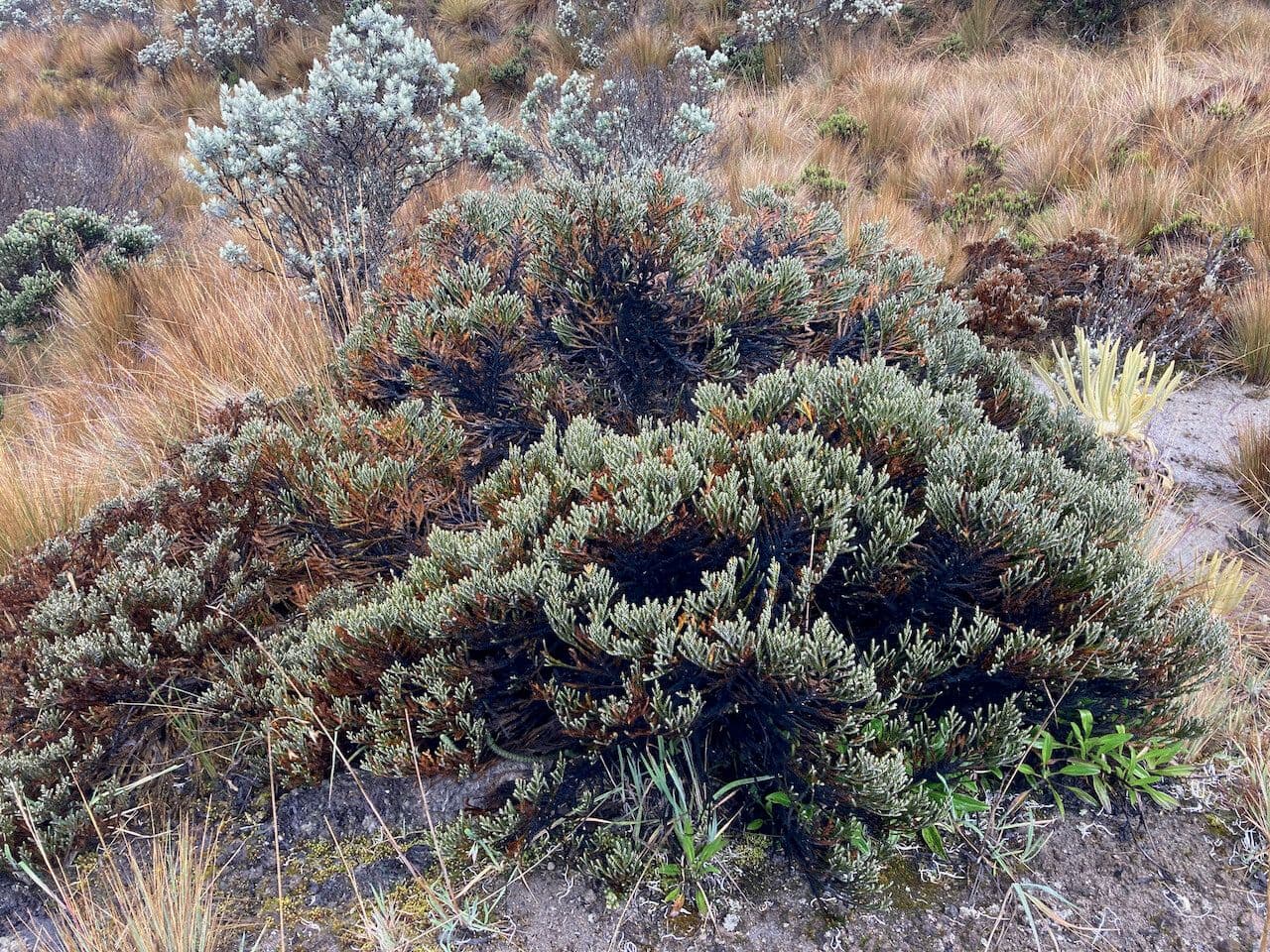 Andicolea 2