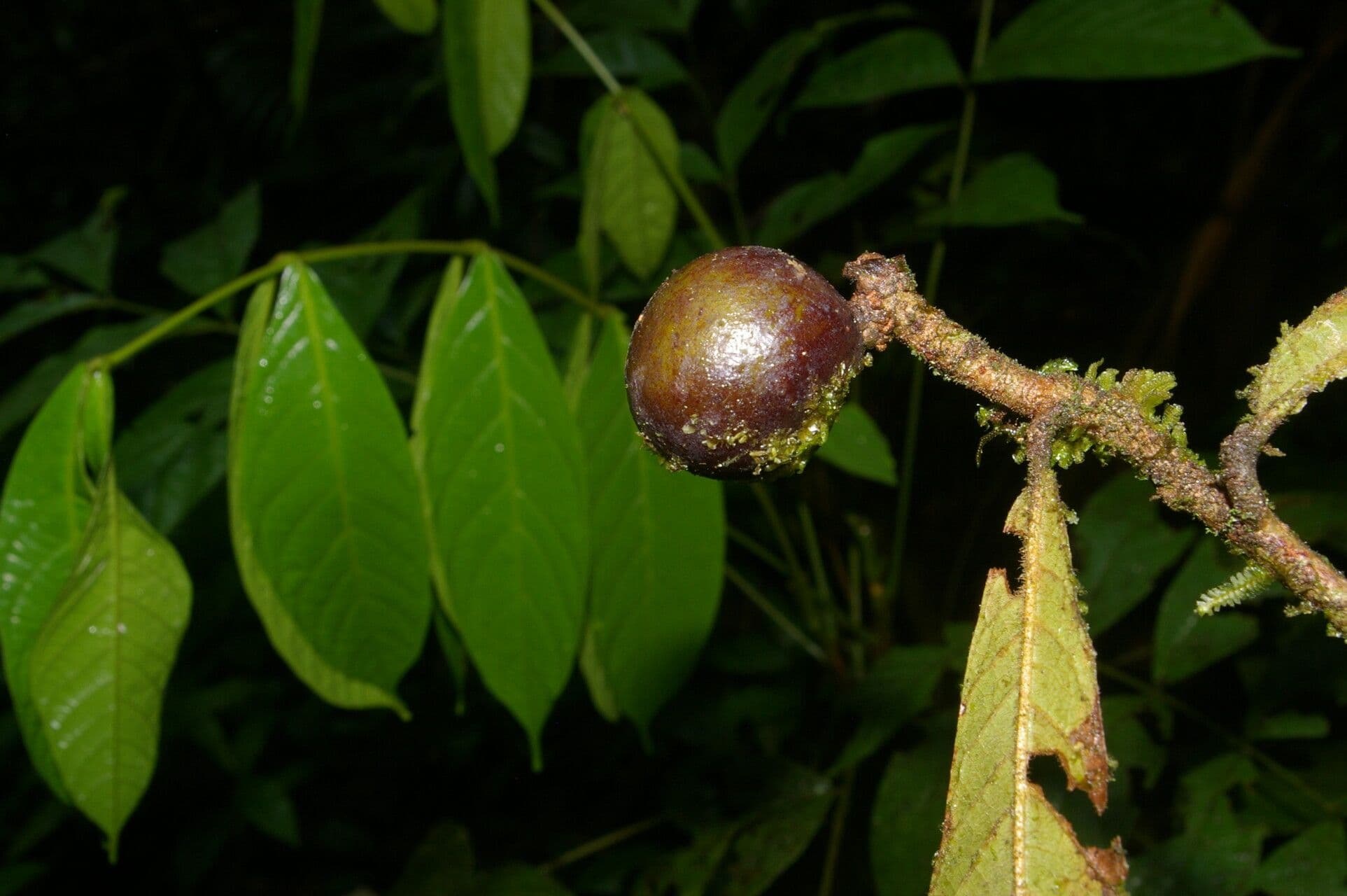 Meliosma 5