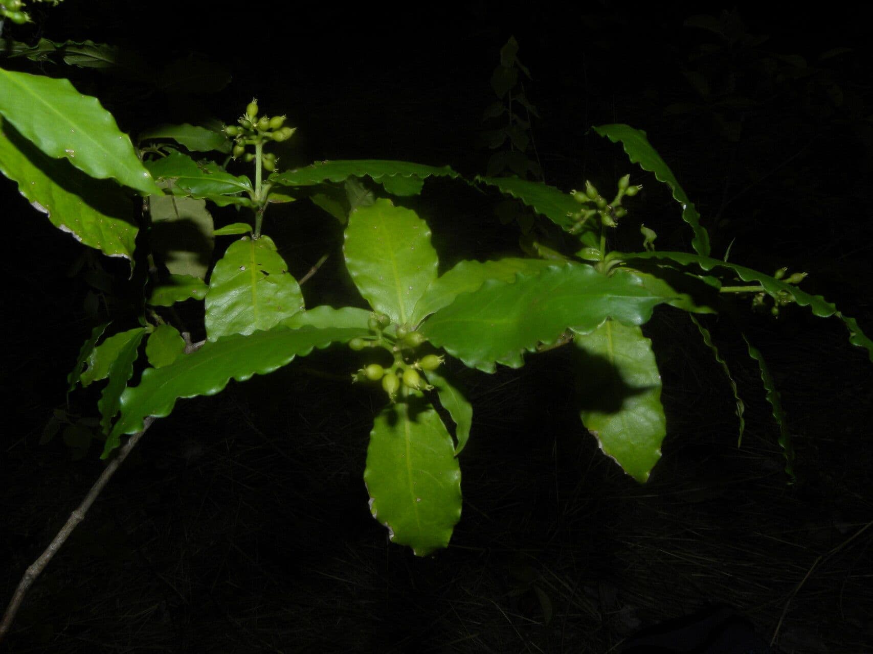 Psychotria 10