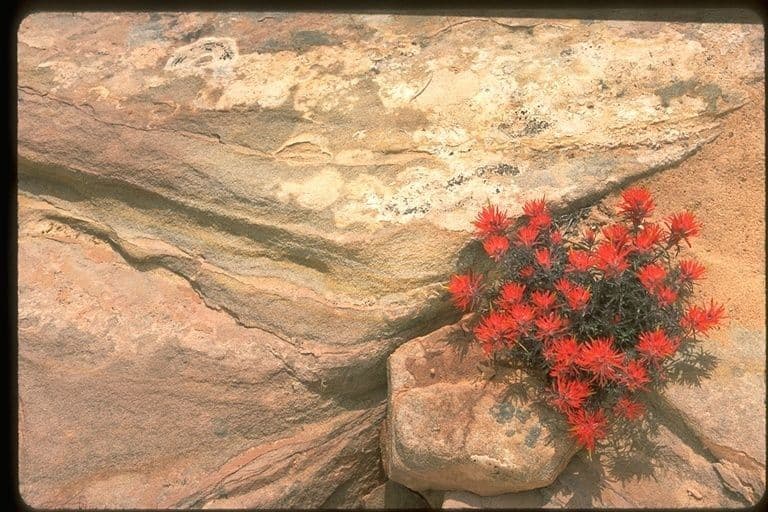 Borstenpinsel 3
