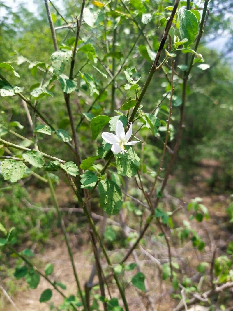 Hibiskus 8
