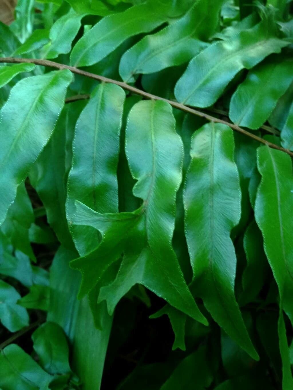 Nephrolepis 6