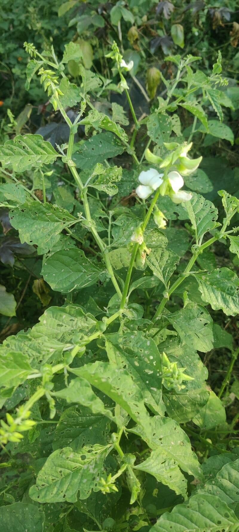 Crotalaria verrucosa 13