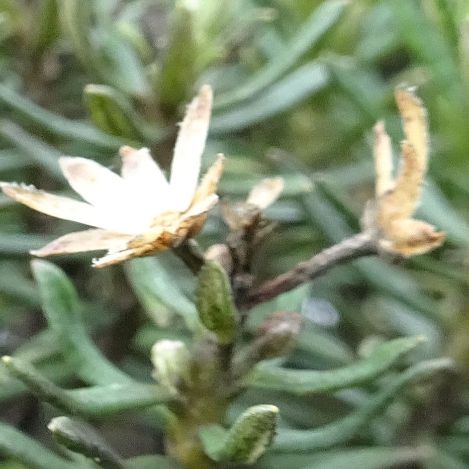 Rosmarinblättriger Diplostephium