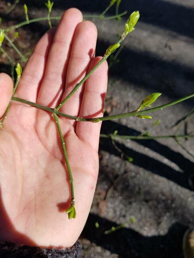 Euonymus 25