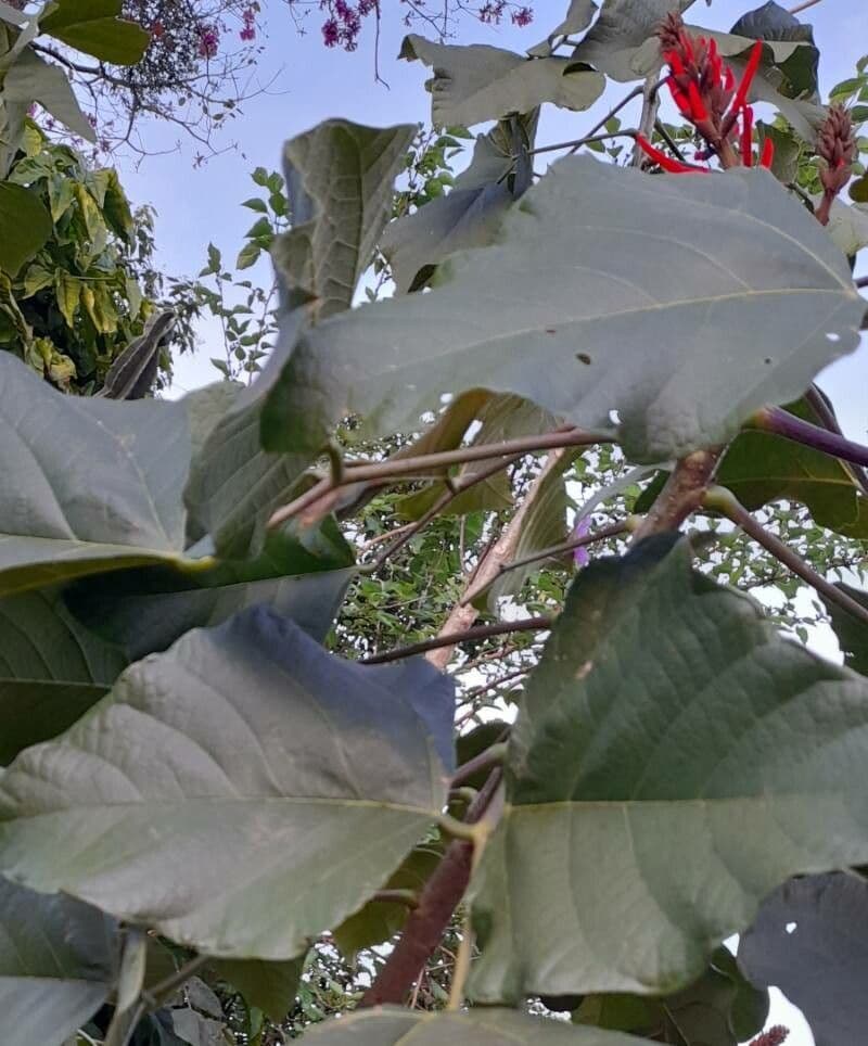 Schöne Korallenbaum 16