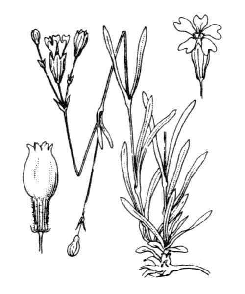 Silene campanula 13