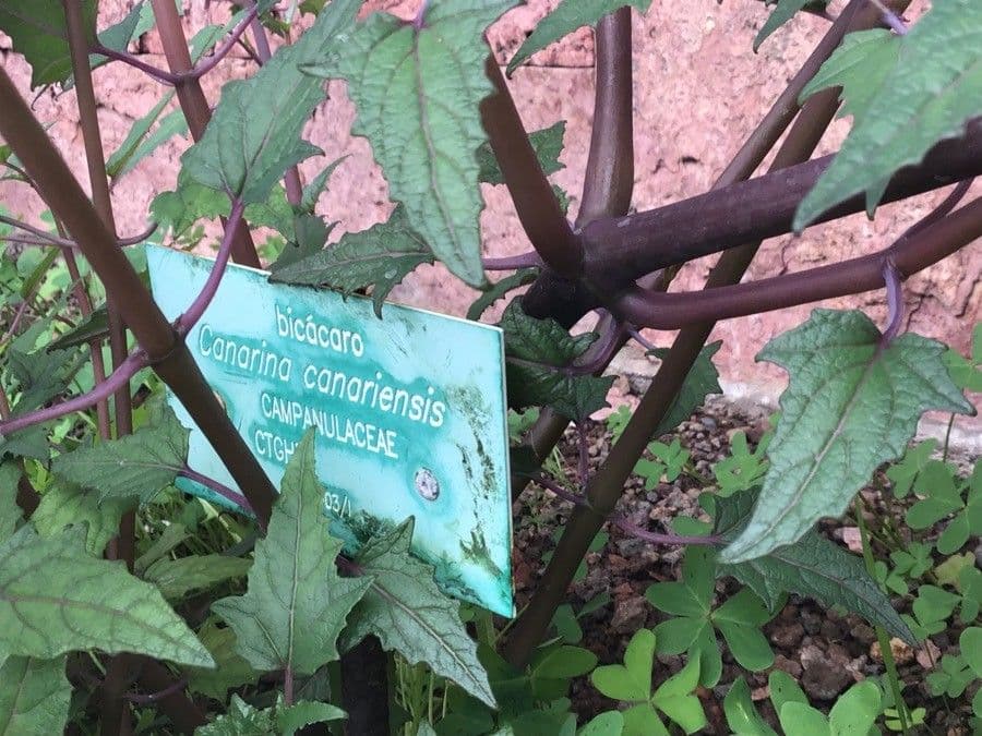Canary bellflower 21
