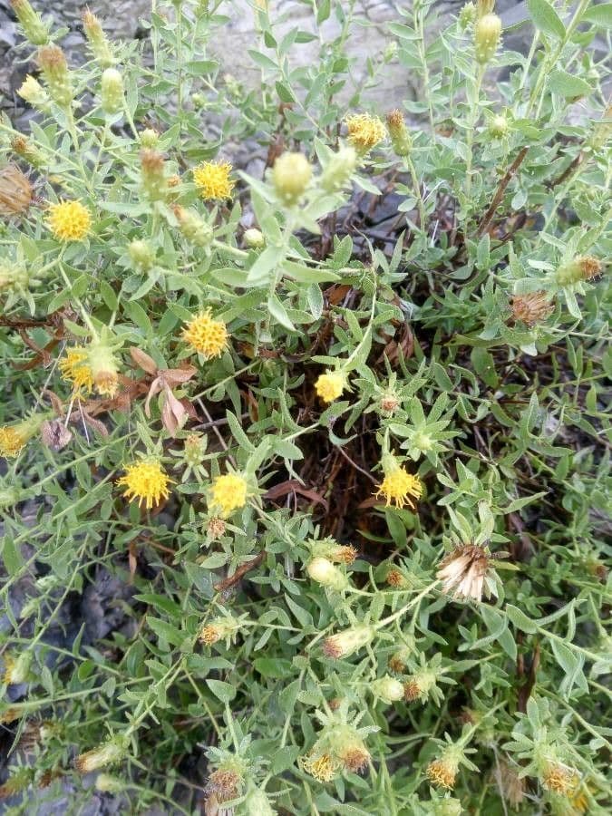Klebrige chilienblume 2