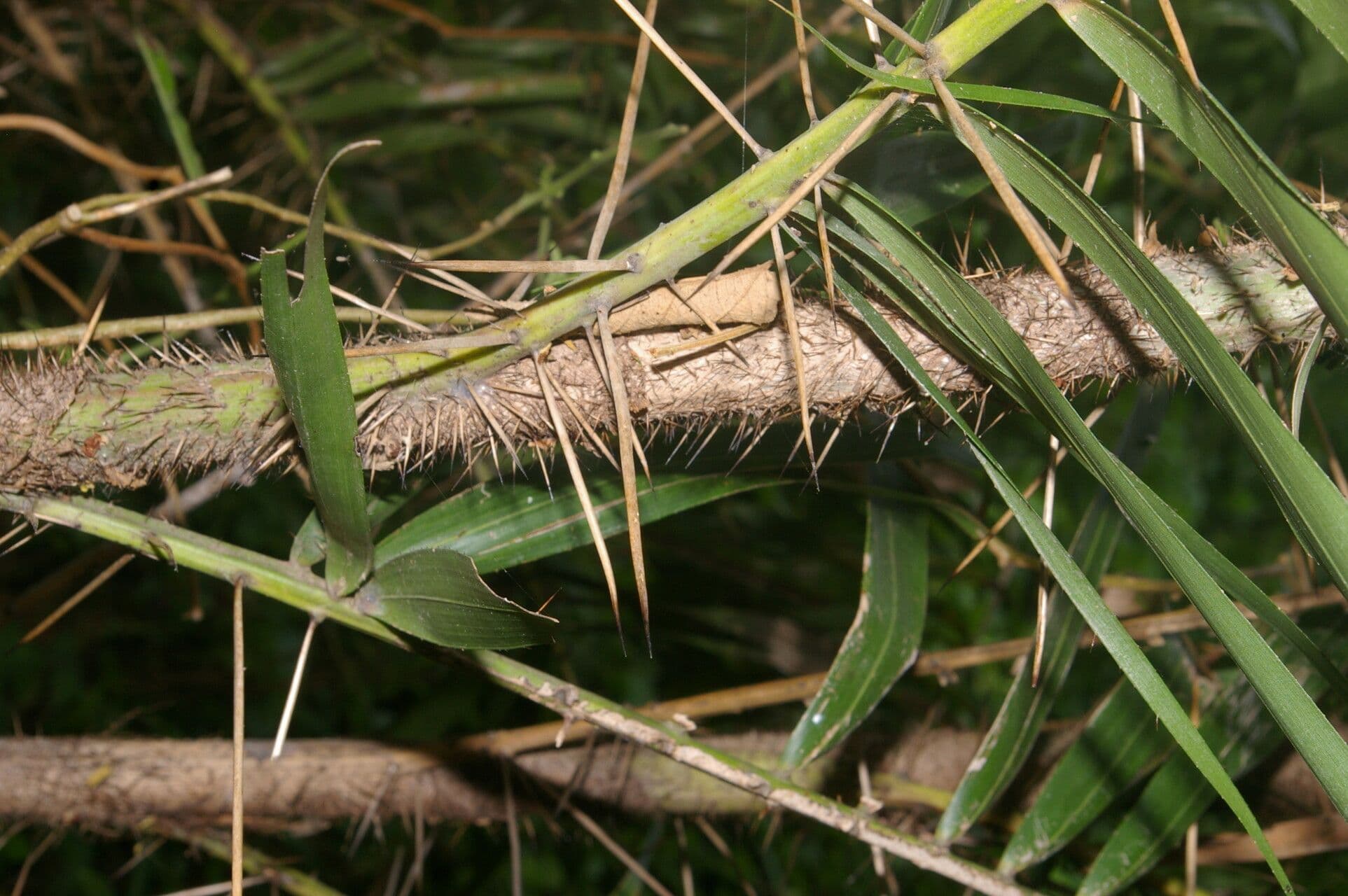 Bactris