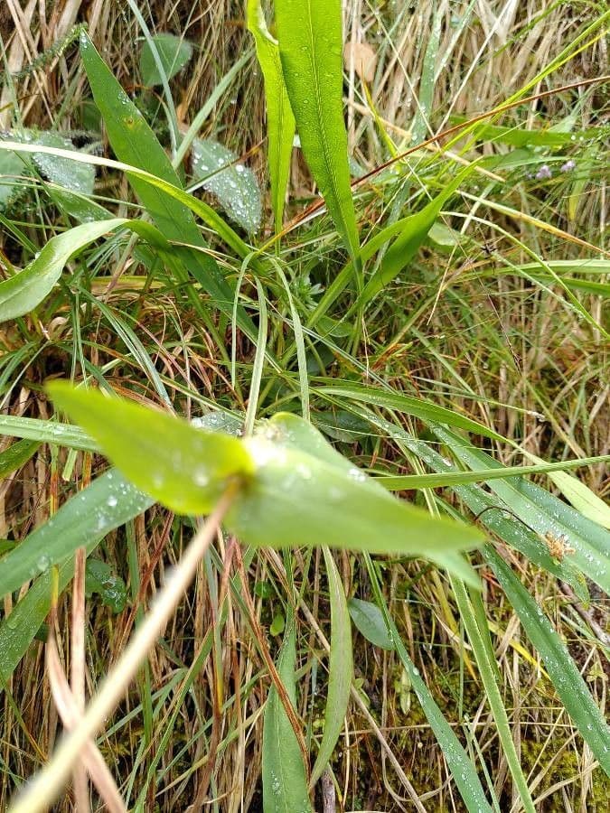 Bupleurum stellatum 20