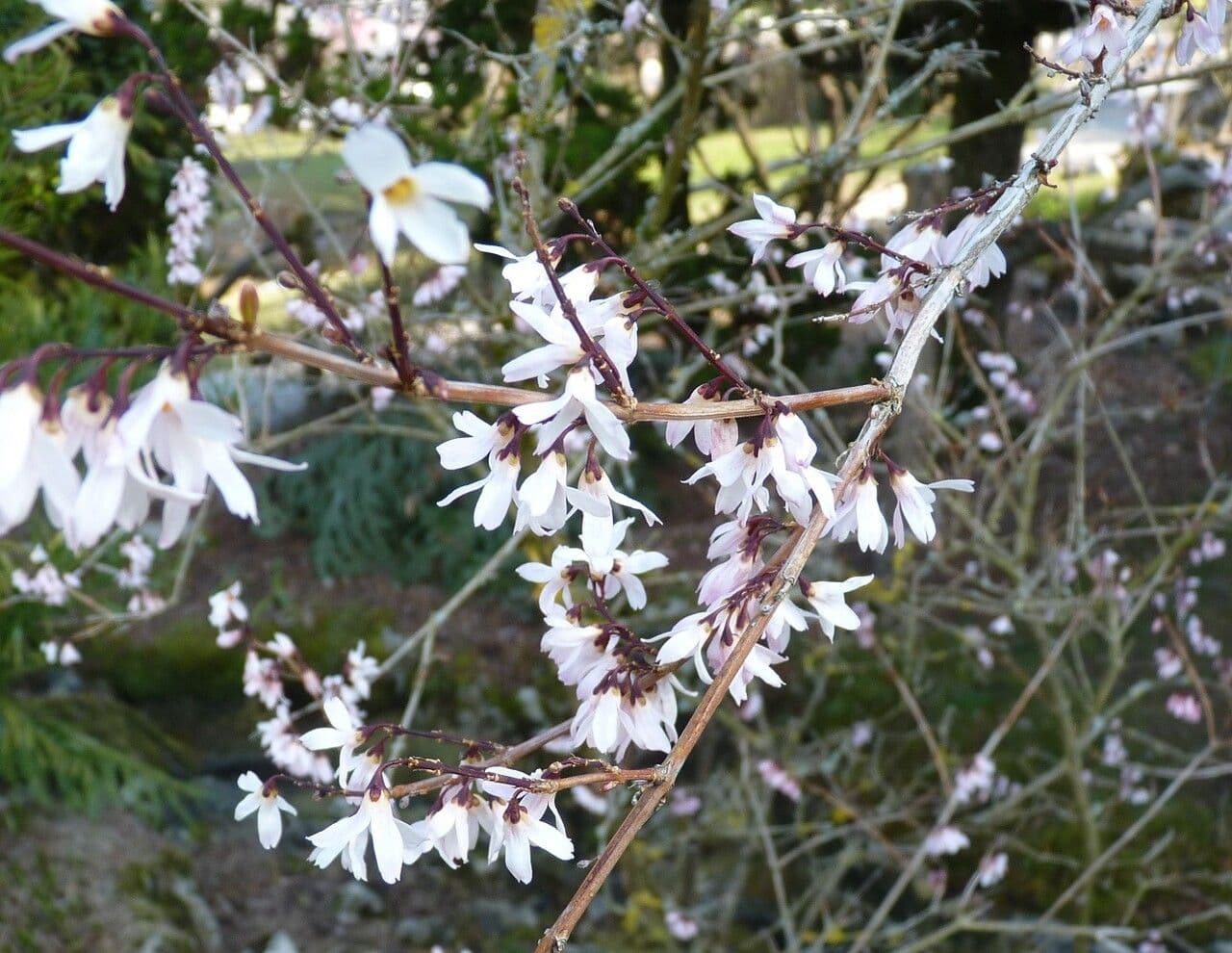 Abeliophyllum 12