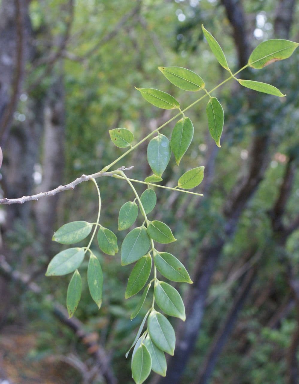 Lonchocarpus 12