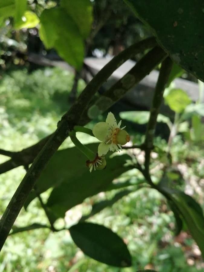 Garcinia 2