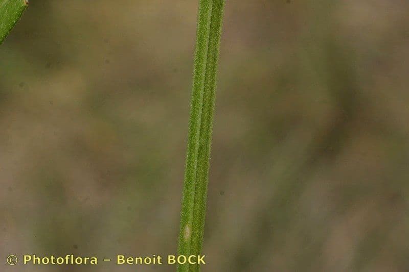 Przytulia rubioides 17