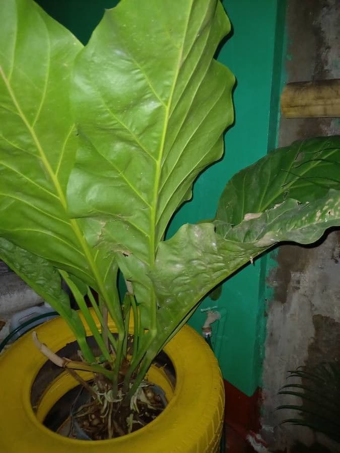 Anturio 3