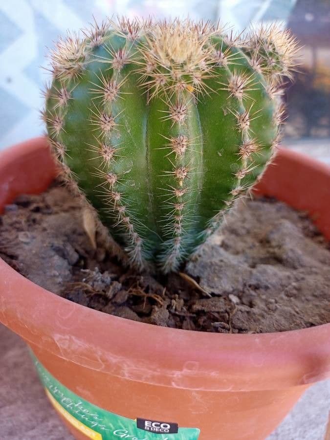 Cactus riccio 3