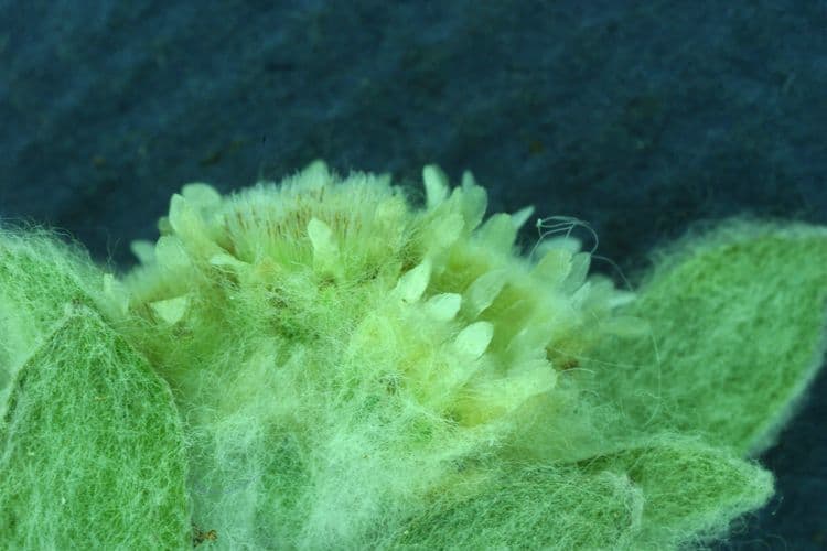 Gnaphalium