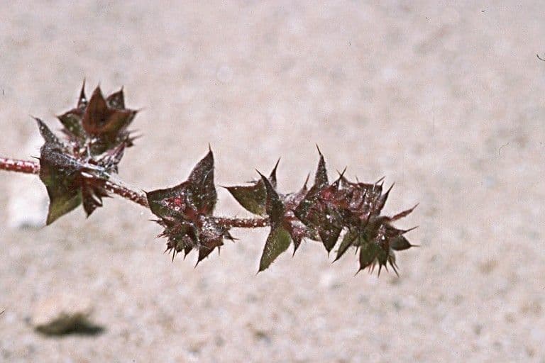 Spino-fiore della California