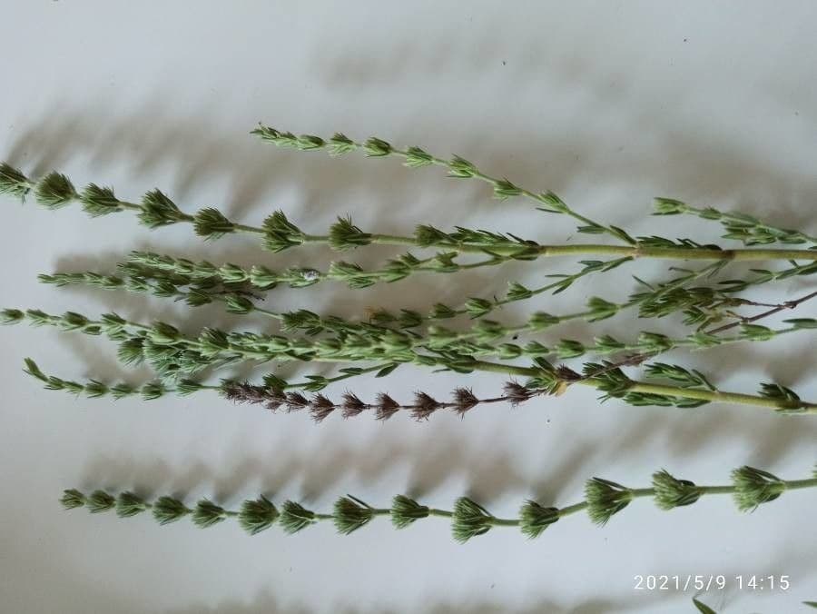 Micromeria 7