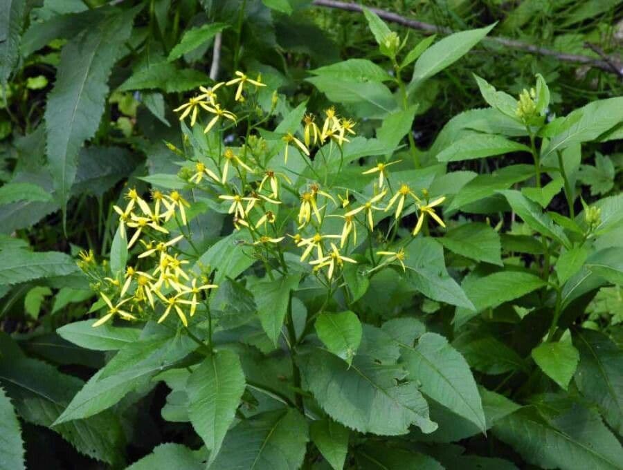 Senecio 12