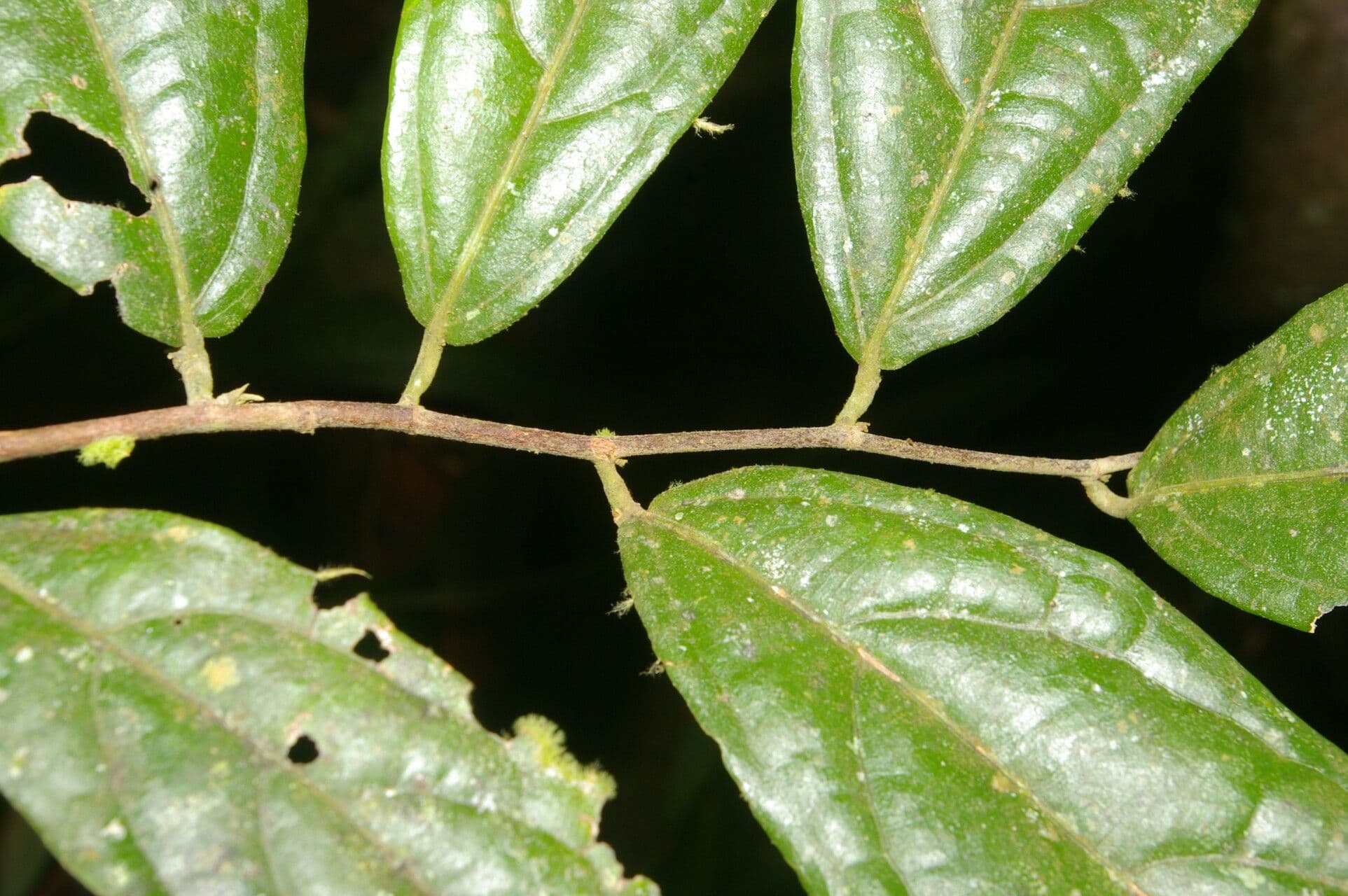 Quararibea 3