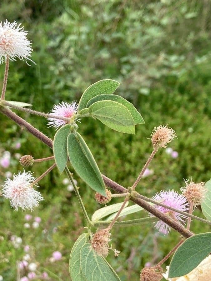 Mimose 8