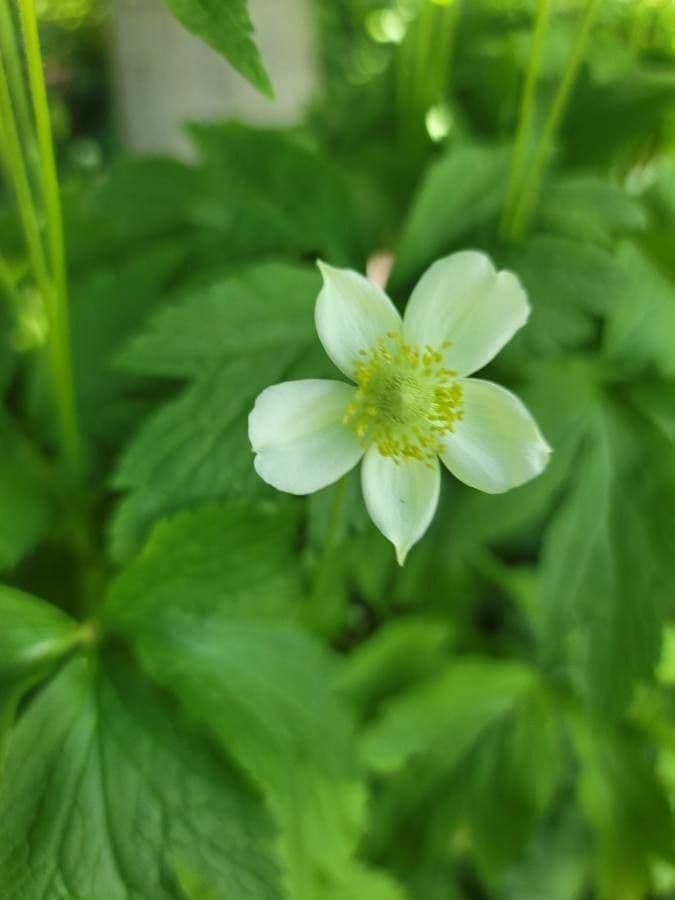 Anemone della Virginia 10