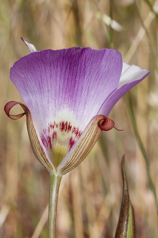 Calochortus 2