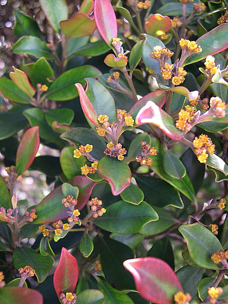 Tristaniopsis 10