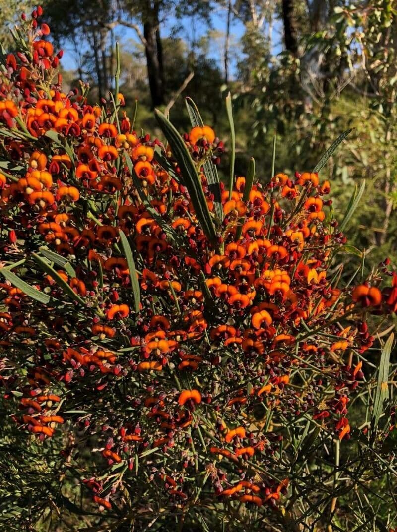 Daviesia