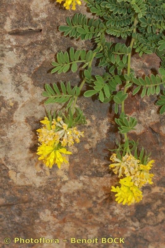Anthyllis 3