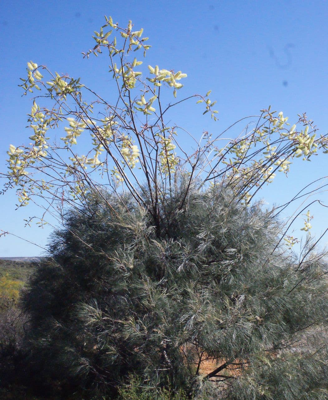 Grevillea 9