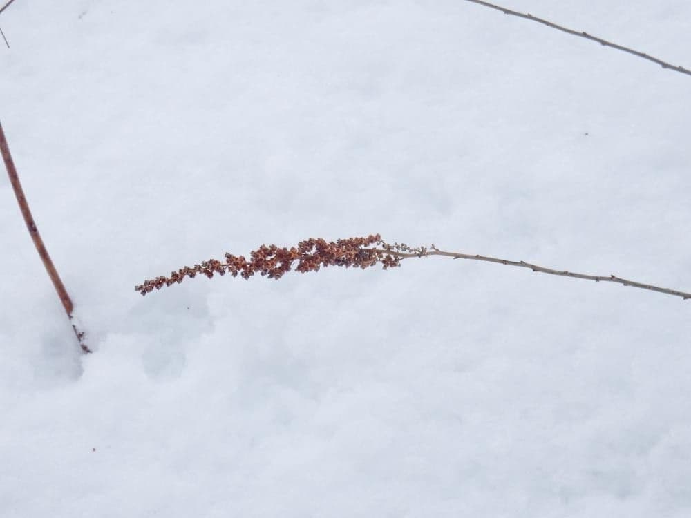 Brestovec kalinolistý 3