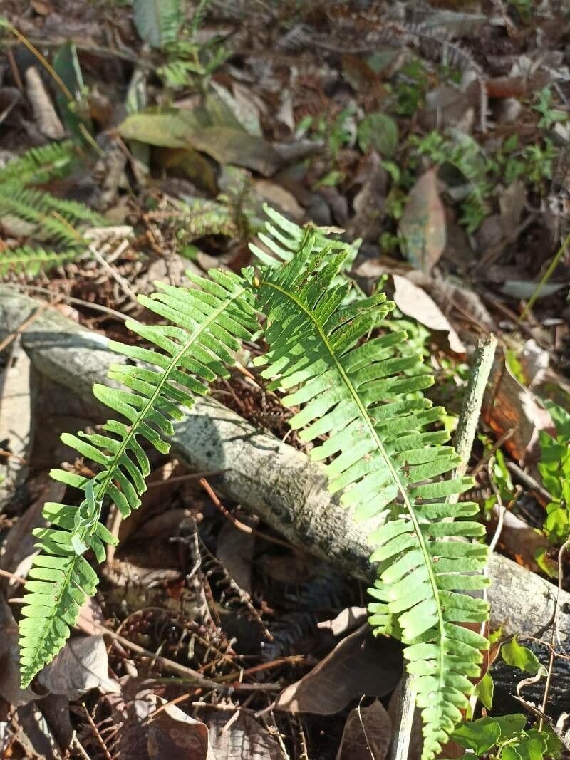 Polypodium virginianum 13