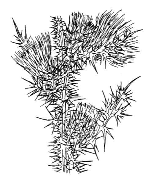 Cardo