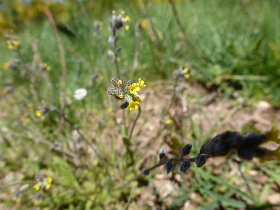 Myosotis 8