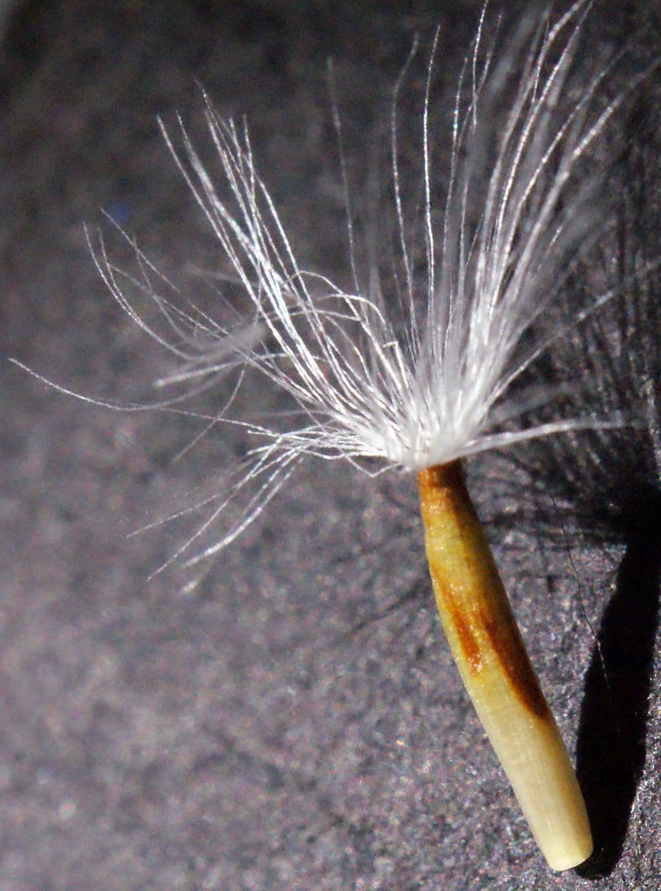 Crepis conyzifolia 4