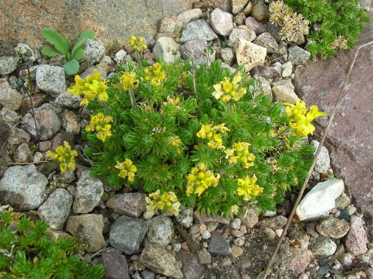 Draba 5