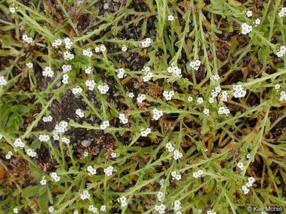 Plagiobothrys bratteato 5