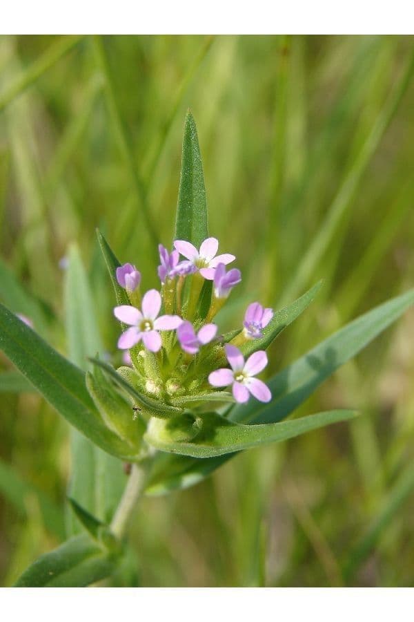 Collomia lineare 2